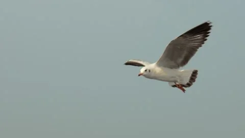Seagull and sky Stock Footage 133404262