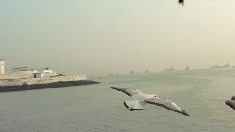 Seagull and sky Stock Footage 133408343