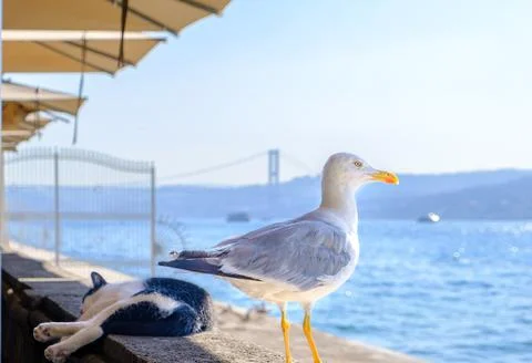 Seagull and Sleeping Cat on Bosphorus Waterfront Promenade, Istanbul Stock Photos