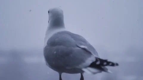 Seagull and slow motion snow Stock Footage 237605085