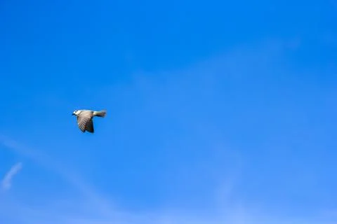 Seagull and space Stock Photos