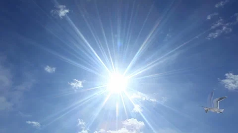 Seagull and Sun 스톡 동영상 324948539