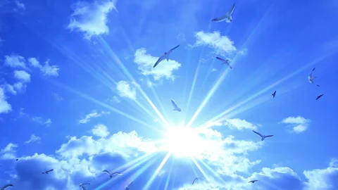Seagull and Sun 스톡 동영상 324949036