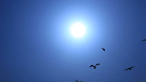 Seagull and Sun Stock Footage 324949200