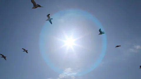 Seagull and Sun Stock Footage 324949359