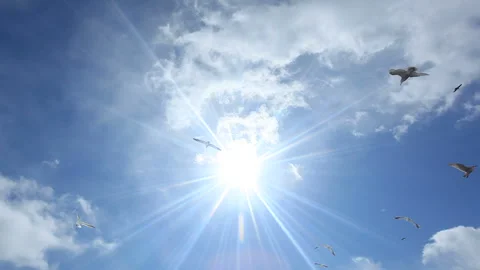 Seagull and Sun Stock Footage 324949584