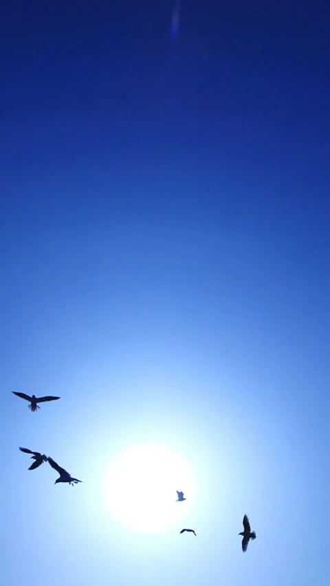 Seagull and Sun Video stock 324949642