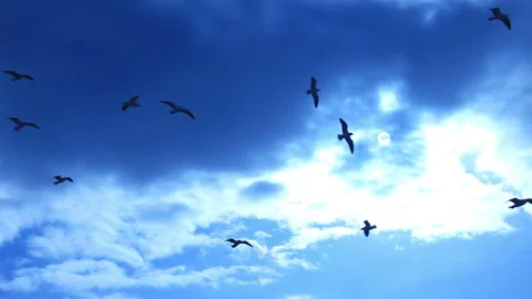 Seagull and Sun Stock Footage 324949810