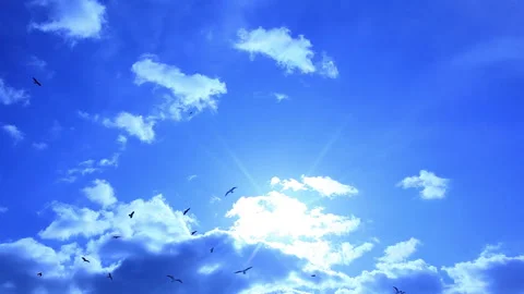 Seagull and Sun Video stock 324949888