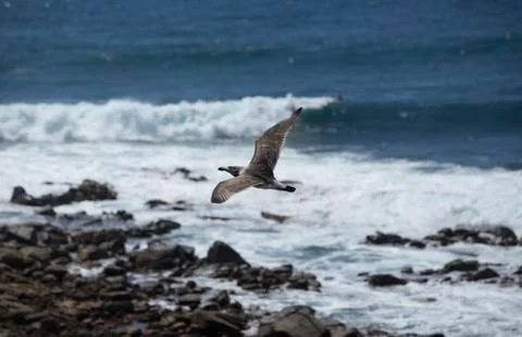 Seagull and Surf at coast Stock Photos