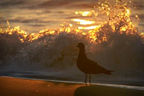 Seagull and Surf Fotos Stock