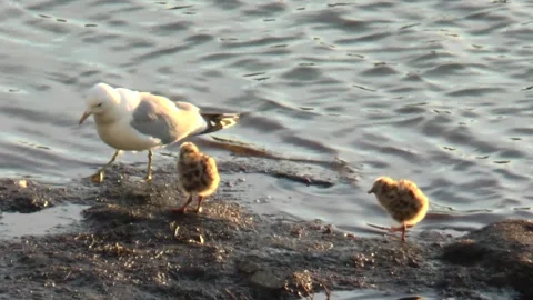 Seagull and two fluffy small chicks on the shore of the lake. Stock Footage 169309568