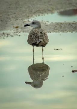 Seagull and water - reflections. Stock Photos