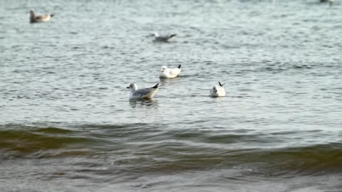 Seagull and wave in slow motion Stock Footage 293690961