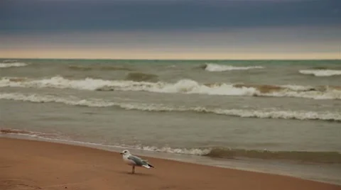 Seagull and Waves Stock Footage 12426897