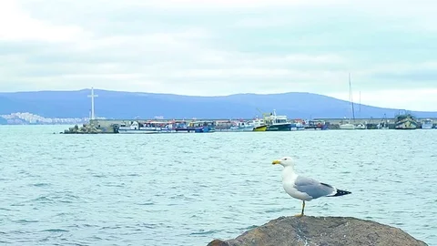 Seagull and wharf 動画素材 78069153
