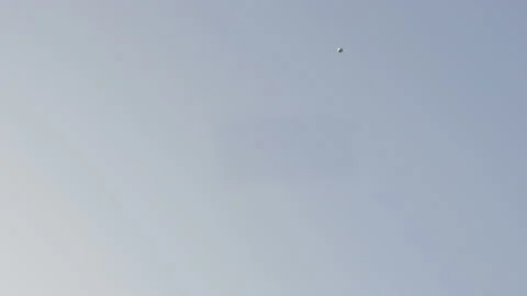 Seagull Anim Transition Vidéo 136513766