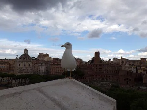 Seagull, animals Stock Photos