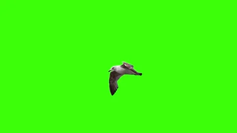 Seagull approaching flying on a green screen Stock Footage 326873239