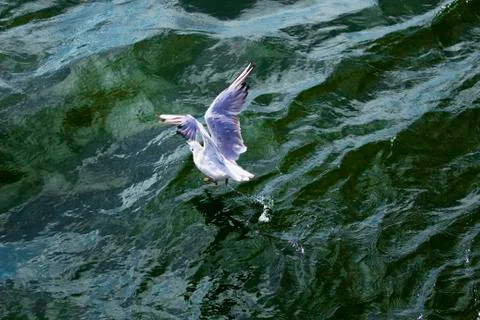 Seagull arises from ocean waves Stock Photos
