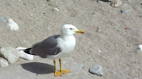 Seagull asking for food Stock Footage
