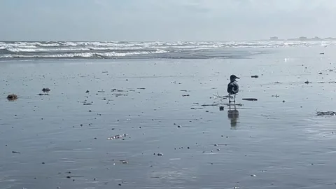 A Seagull by the Atlantic Ocean Stockbeeldmateriaal 263357972