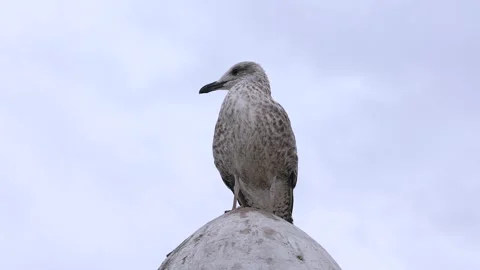 A seagull atop a grand dome, surrounded by a beautiful, soft, cloudy sky. Stock Footage 305459283