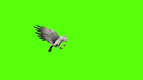Seagull Attack Green Screen Animation 4k Rendering Video stock 296203625