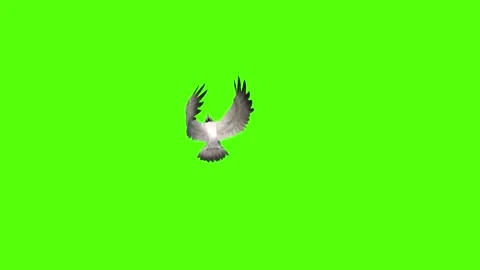 Seagull Attack Green Screen Animation 4k Rendering Video stock 296203626