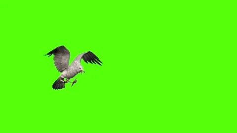 Seagull Attack Green Screen Animation 4k Rendering Video stock 296203627