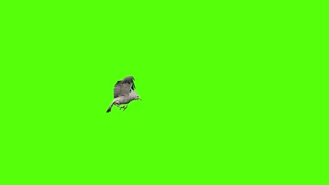 Seagull Attack Green Screen Animation 4k Rendering Video stock 296203629