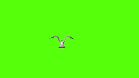 Seagull Attack Green Screen Animation 4k Rendering Video stock 296203632