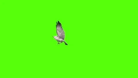 Seagull Attack Green Screen Animation 4k Rendering Video stock 296203634