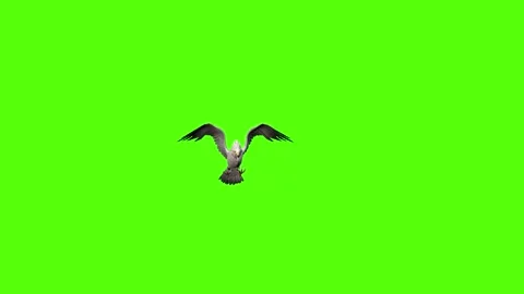 Seagull Attack Green Screen Animation 4k Rendering Video stock 296203636