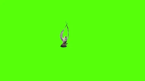 Seagull Attack Green Screen Animation 4k Rendering Video stock 296203639