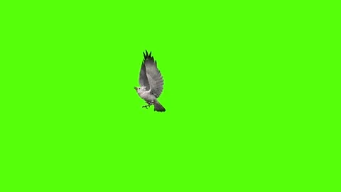 Seagull Attack Green Screen Animation 4k Rendering Video stock 296203702