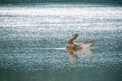 Seagull attacks on fish Stock Photos