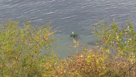 The Seagull in the autumn Vídeo Stock 84346778