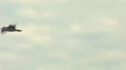 Seagull b Stock Footage 11520359