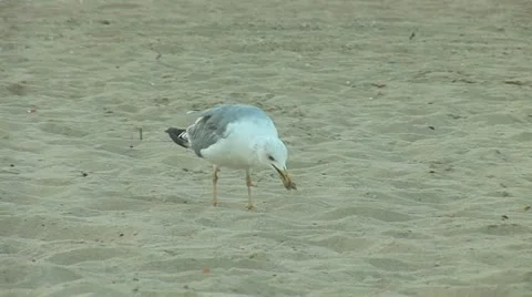 Seagull b Stock Footage 11956290