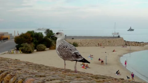 Seagull on the background of the beach de la Gravette in Antibes Stock Footage 208457045