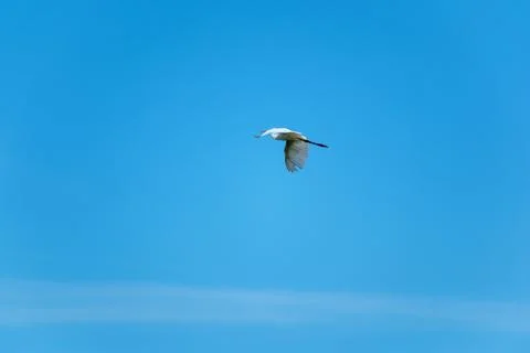 Seagull on the background of the blue sky. Stock Photos