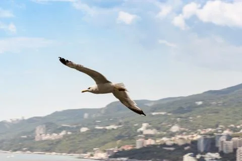 Seagull on the background of clouds. Fotos de archivo