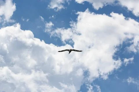 Seagull on the background of clouds. Foto stock