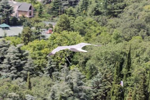 Seagull on the background of the forest. Photos