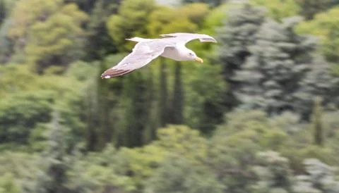 Seagull on the background of the forest. Stock Photos
