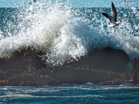Seagull on the background of the ocean waves 스톡 사진