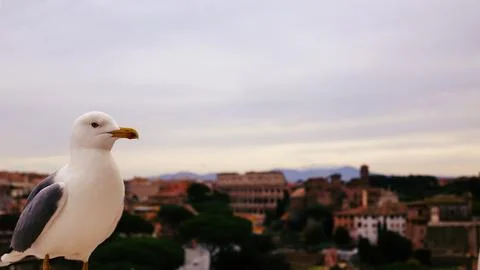 Seagull on the background of Rome Stock Photos