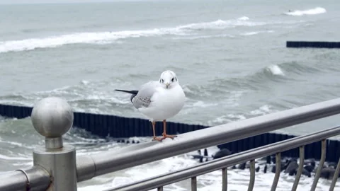 Seagull on the background of the sea Stock Footage 153277612