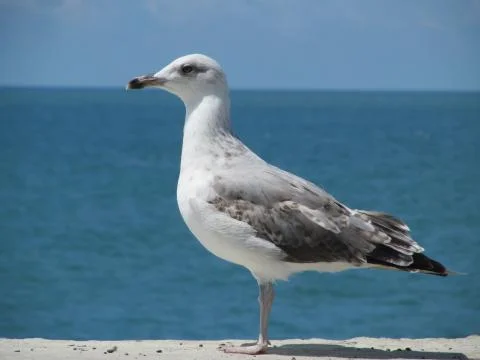 Seagull on the background of the sea Stock Photos